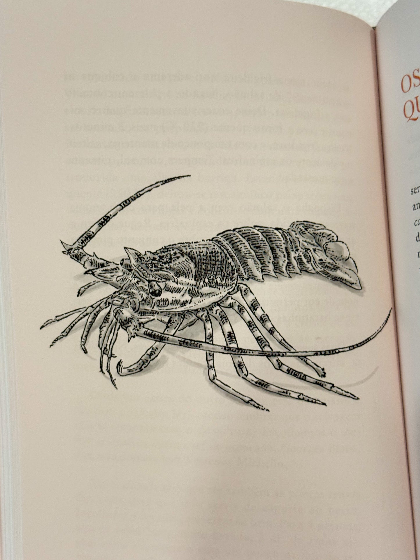 Coisas Que Eu Sei | Maria de Lourdes Modesto